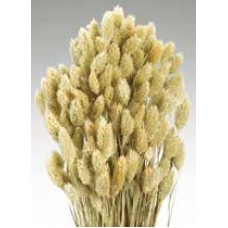 PHALARIS Natural 24"